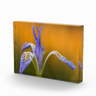 Wilde Iris Wildflower in Alpenglow Reflection Fotoblokken