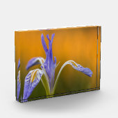 Wilde Iris Wildflower in Alpenglow Reflection Fotoblokken (Links)