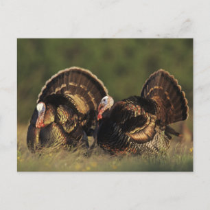 Wilde kalkoen, Meleagris gallopavo,mannetjes Briefkaart