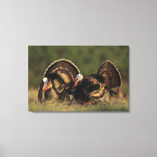 Wilde kalkoen, Meleagris gallopavo,mannetjes Canvas Afdruk