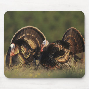 Wilde kalkoen, Meleagris gallopavo,mannetjes Muismat