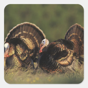 Wilde kalkoen, Meleagris gallopavo,mannetjes Vierkante Sticker
