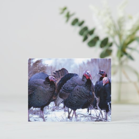 Wilde kalkoenen briefkaart (Staand voorkant)
