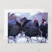 Wilde kalkoenen briefkaart (Voorkant / Achterkant)