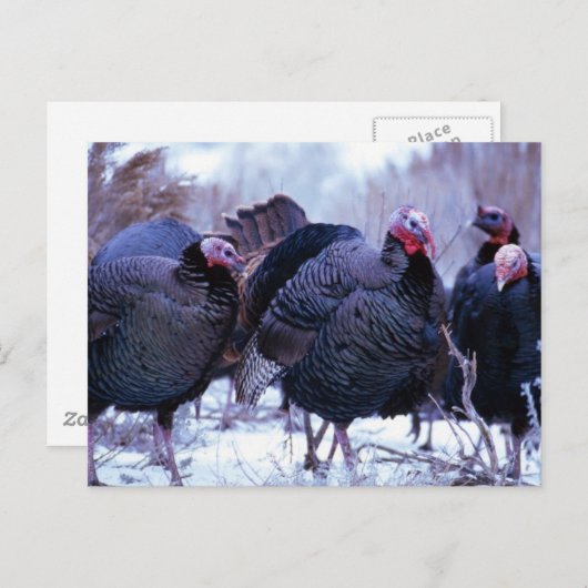 Wilde kalkoenen briefkaart (Voorkant / Achterkant)