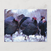 Wilde kalkoenen briefkaart (Voorkant)