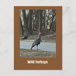 Wilde Kalkoenen Briefkaart
