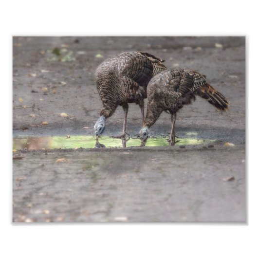 Wilde kalkoenen Drink uit Puddle Print Foto Afdruk (Voorkant)