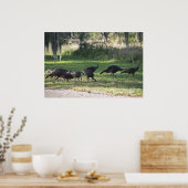 Wilde kalkoenen in gras fotoposter poster (Keuken)