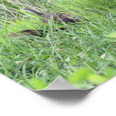 Wilde kalkoenen in gras Poster (Hoek)