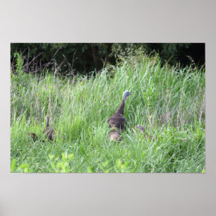 Wilde kalkoenen in gras Poster
