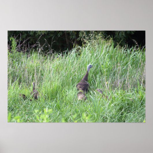 Wilde kalkoenen in gras Poster (Voorkant)