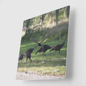 Wilde kalkoenen in het gras Foto Vierkante Klok (Hoek)