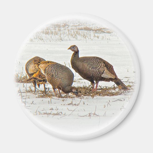 Wilde kalkoenen in sneeuw magneet (Voorkant)