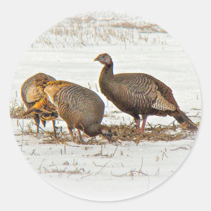 Wilde kalkoenen in sneeuw ronde sticker