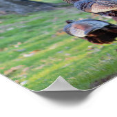 Wilde kalkoenen Poster (Hoek)