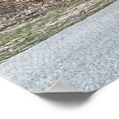 Wilde kalkoenen Poster (Hoek)