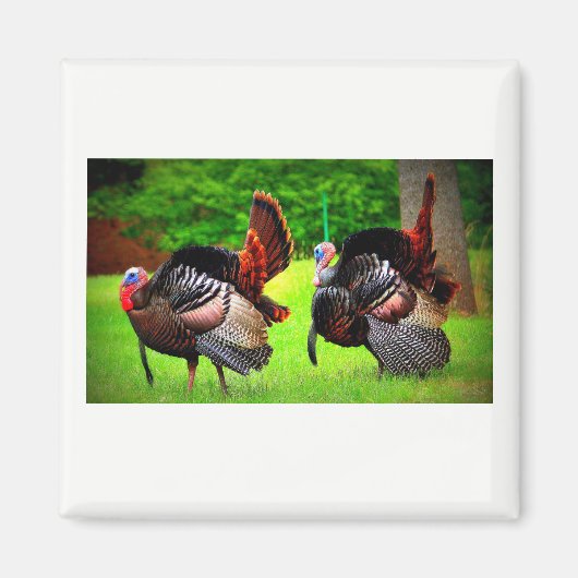 Wilde kalkoenen versierde magneet (Voorkant)