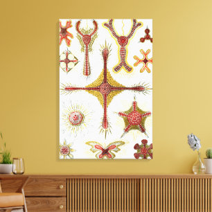 Wilde kamille door Ernst Haeckel, Vintage Natuur Canvas Afdruk