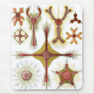 Wilde kamille door Ernst Haeckel, Vintage Natuur Muismat