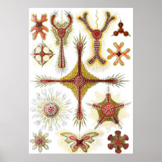 Wilde kamille door Ernst Haeckel, Vintage Natuur Poster