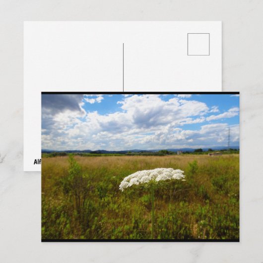 Wilde kant in de weide briefkaart (Voorkant / Achterkant)