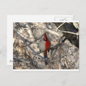 Wilde Kardinaal Bird Half Male, half Vrouw Briefkaart (Voorkant / Achterkant)