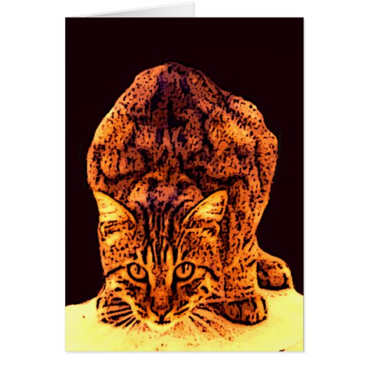 WILDE KAT KITTEN (Voorkant)