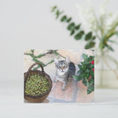 Wilde kat kitten Giannino met olijfkist Briefkaart (Staand voorkant)