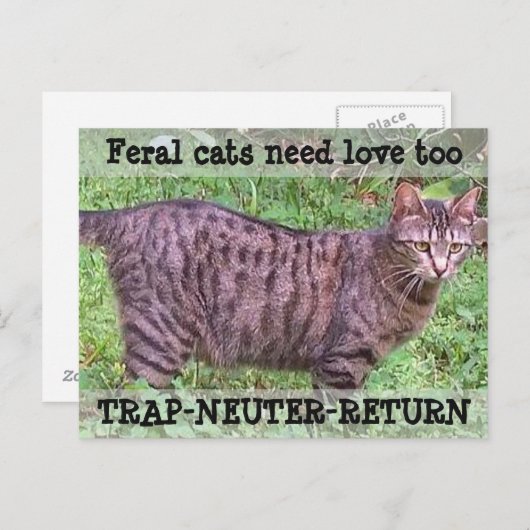 Wilde katten hebben ook liefde nodig - Tabby Cat Briefkaart (Voorkant / Achterkant)