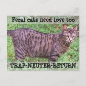 Wilde katten hebben ook liefde nodig - Tabby Cat Briefkaart (Voorkant)