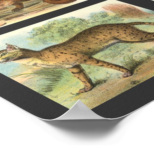 Wilde katten poster (Hoek)