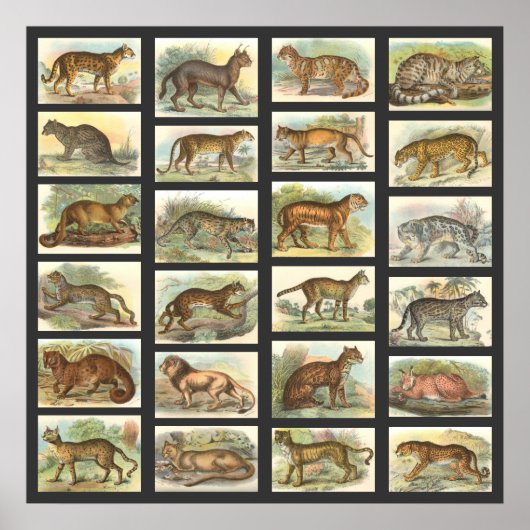 Wilde katten poster (Voorkant)