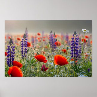Wilde Klaproos en Lupineweide bij het aanbreken va Poster