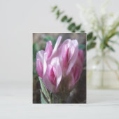 Wilde Klaver, Colorado Rockies Briefkaart (Staand voorkant)