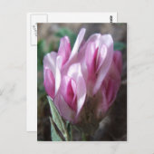 Wilde Klaver, Colorado Rockies Briefkaart (Voorkant / Achterkant)