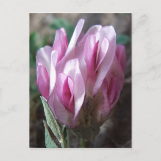 Wilde Klaver, Colorado Rockies Briefkaart