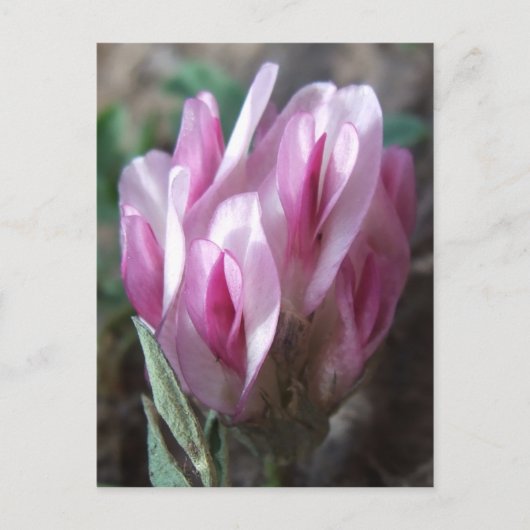 Wilde Klaver, Colorado Rockies Briefkaart (Voorkant)