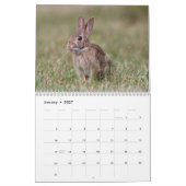 Wilde kleine ritten kalender (Jan 2027)