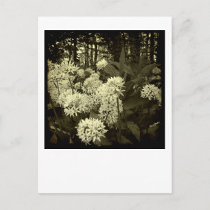 Wilde knoflook. briefkaart