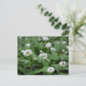 Wilde knoflook en razonen Allium ursinum Briefkaart (Staand voorkant)