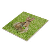 Wilde konijn eet tegeltje (Zijkant)