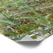 Wilde konijn oostelijk katoenstaart II-Poster Poster (Hoek)