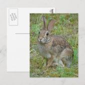 Wilde konijn oostelijk katoenstaart kleding en cad briefkaart (Voorkant / Achterkant)
