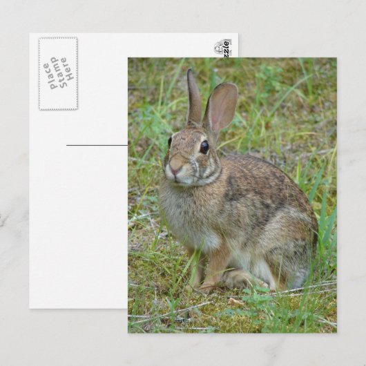 Wilde konijn oostelijk katoenstaart kleding en cad briefkaart (Voorkant / Achterkant)