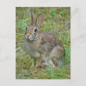 Wilde konijn oostelijk katoenstaart kleding en cad briefkaart (Voorkant)
