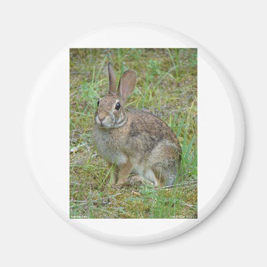 Wilde konijn oostelijk katoenstaart kleding en cad magneet (Voorkant)