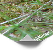 Wilde konijn oostelijk katoenstaart Poster (Hoek)