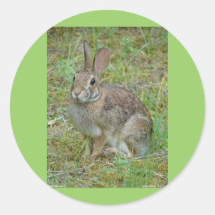 Wilde Konijn Oostelijke Katoenstaart Kleding en Ca Ronde Sticker