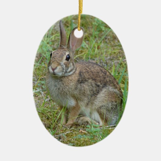 Wilde Konijn Oostelijke Katoenstaart Ornament (Voorkant)